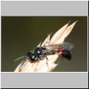 Mimesa lutaria - Grabwespe w04b 8mm OS-Wallenhorst-Tongrube-Lehmwiese - det.jpg